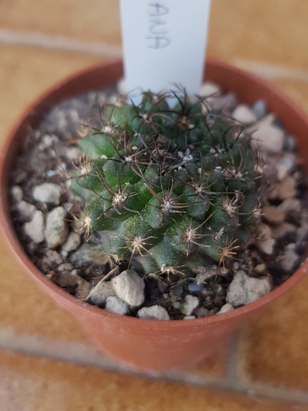 Neoporteria hankeana 