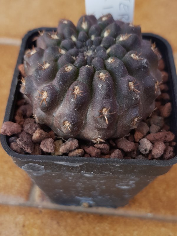 Neoporteria odieri 