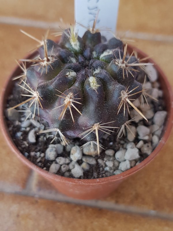 Neoporteria curvispina 