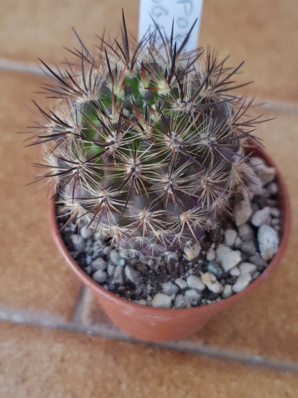 neoporteria subgibbosa