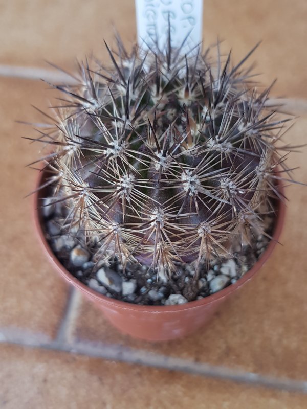 neoporteria subgibbosa v. nigrihorrida