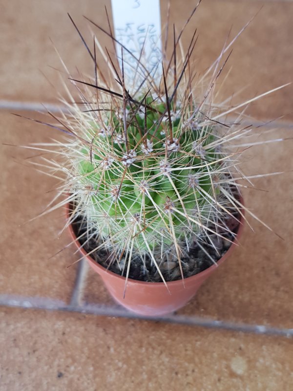 neoporteria villosa