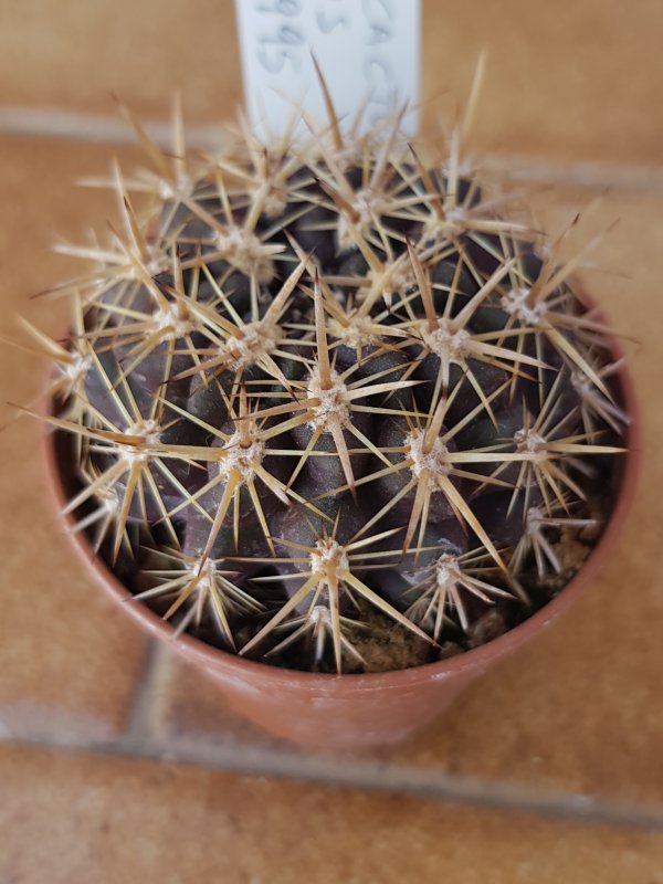 horridocactus horridus