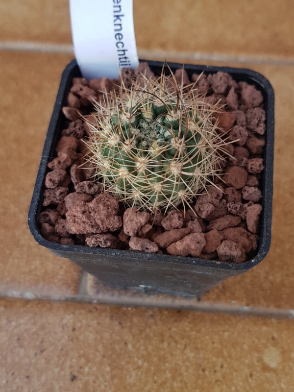 neoporteria wagenknechtii v. vallenarensis