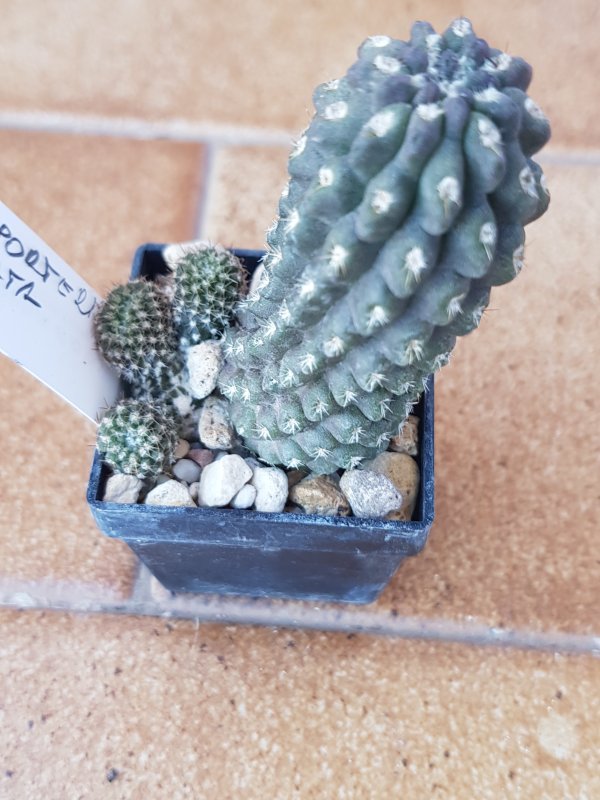 Neoporteria recondita v. vexata 