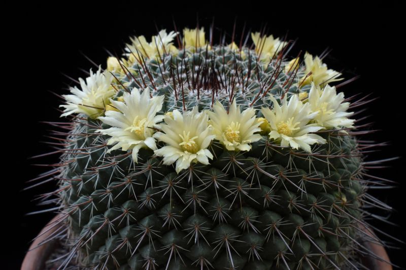 Mammillaria lindsayi 