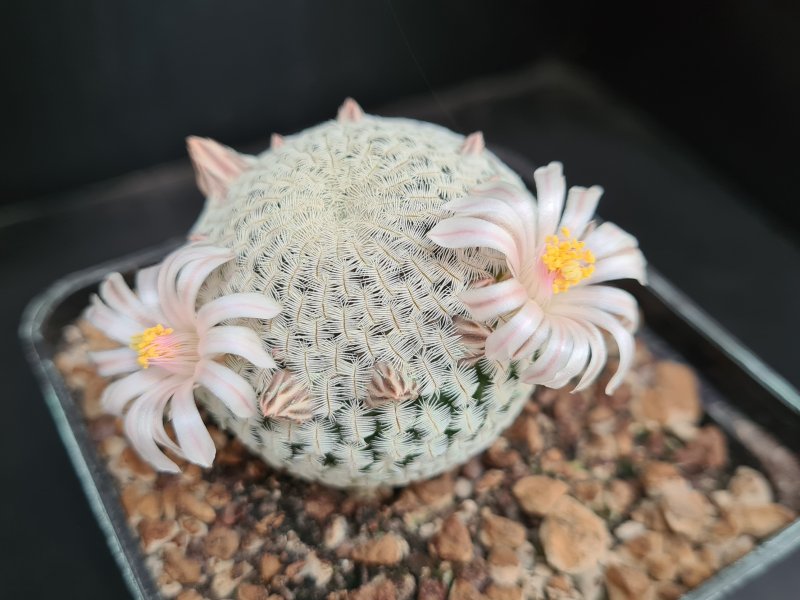 Mammillaria pectinifera 