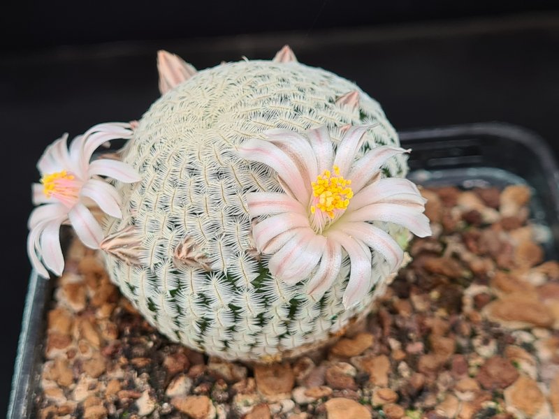 Mammillaria pectinifera 