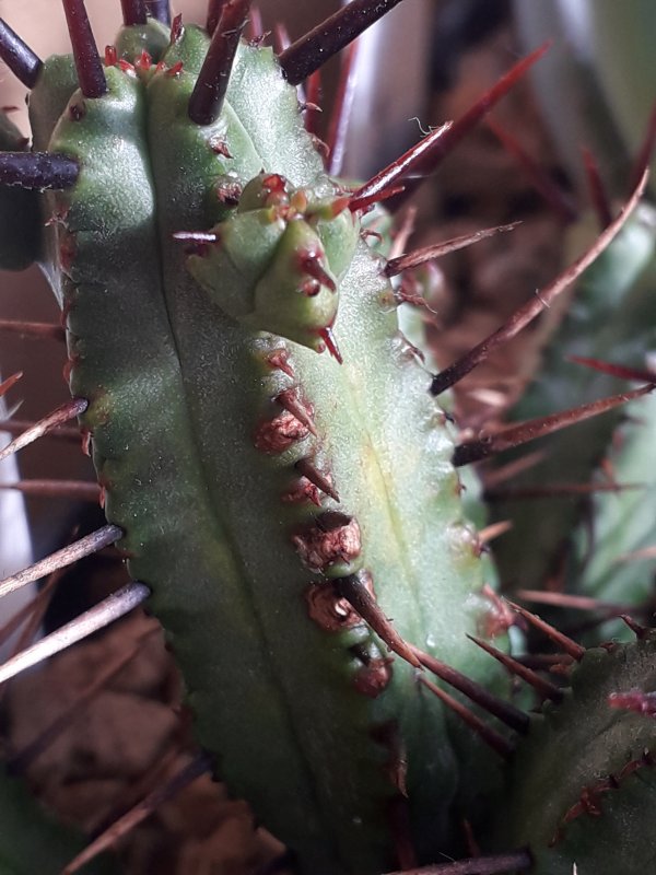 Euphorbia enopla 