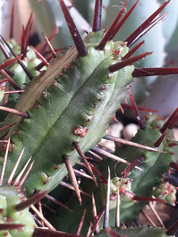Euphorbia enopla 