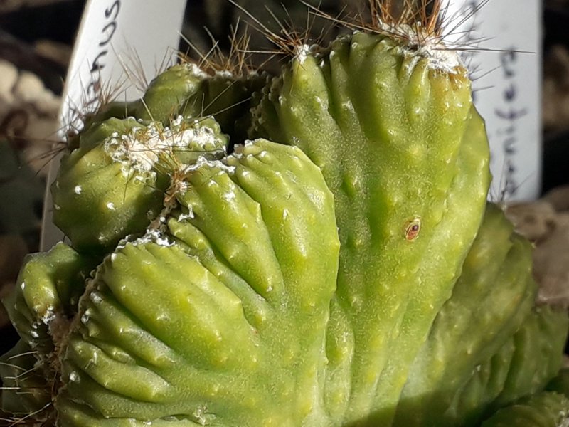 Cereus peruvianus 