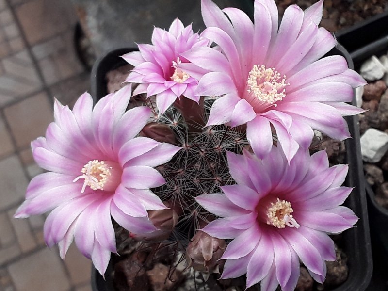 Mammillaria longiflora 