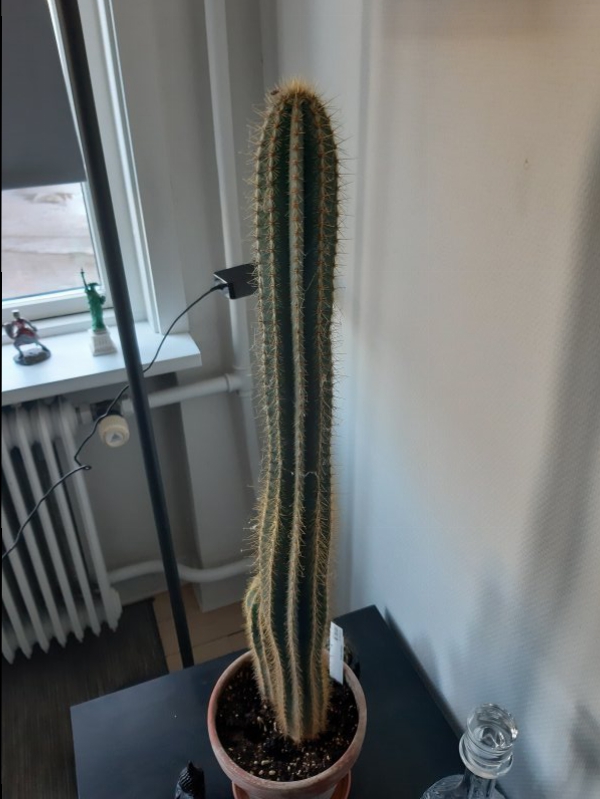 Cereus  