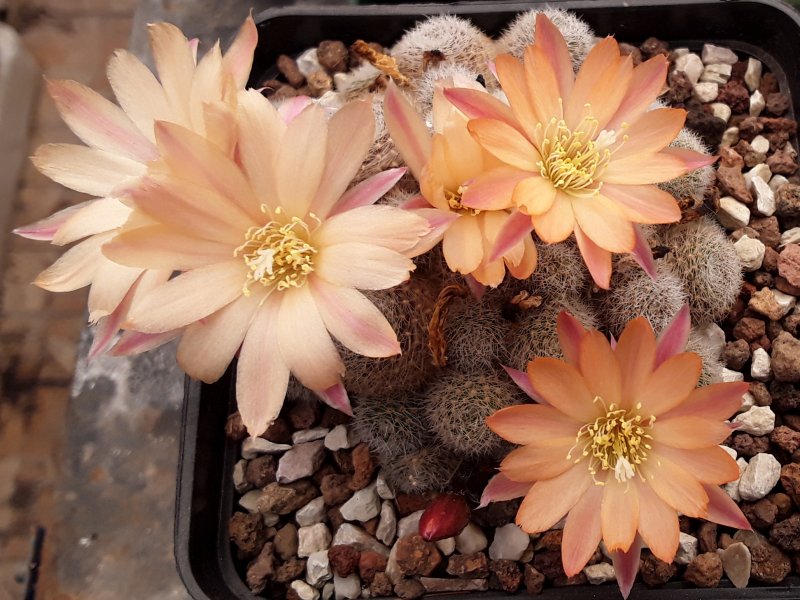 rebutia cv. sunrise