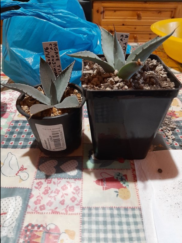 agave titanota cv fujiwara