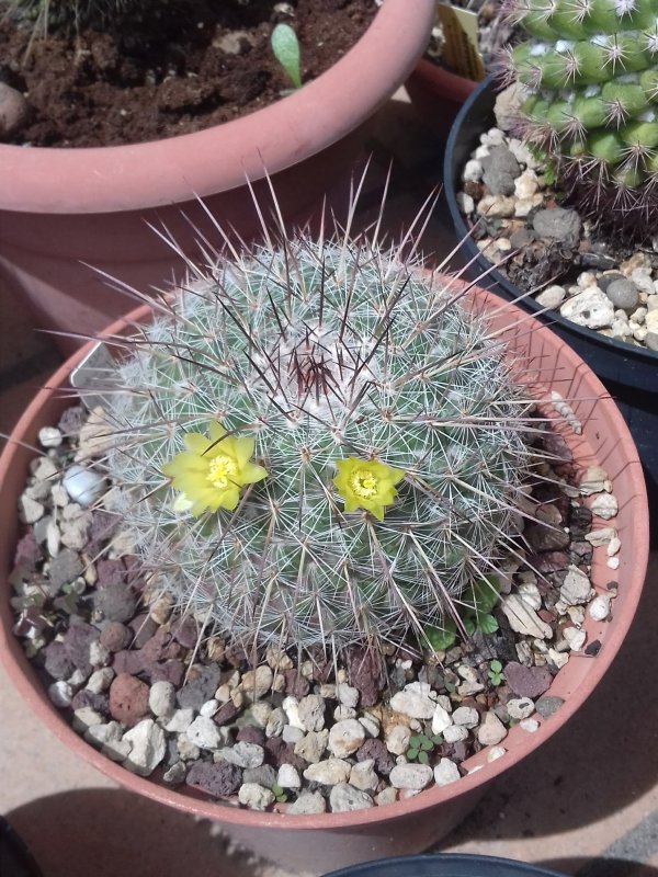 Mammillaria cobrensis ROG642