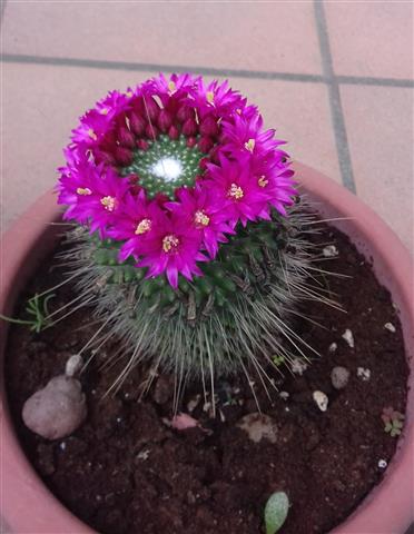 Mammillaria spinosissima cv. un pico 