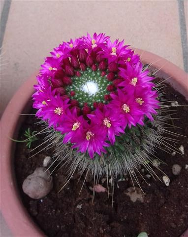 Mammillaria spinosissima cv. un pico 