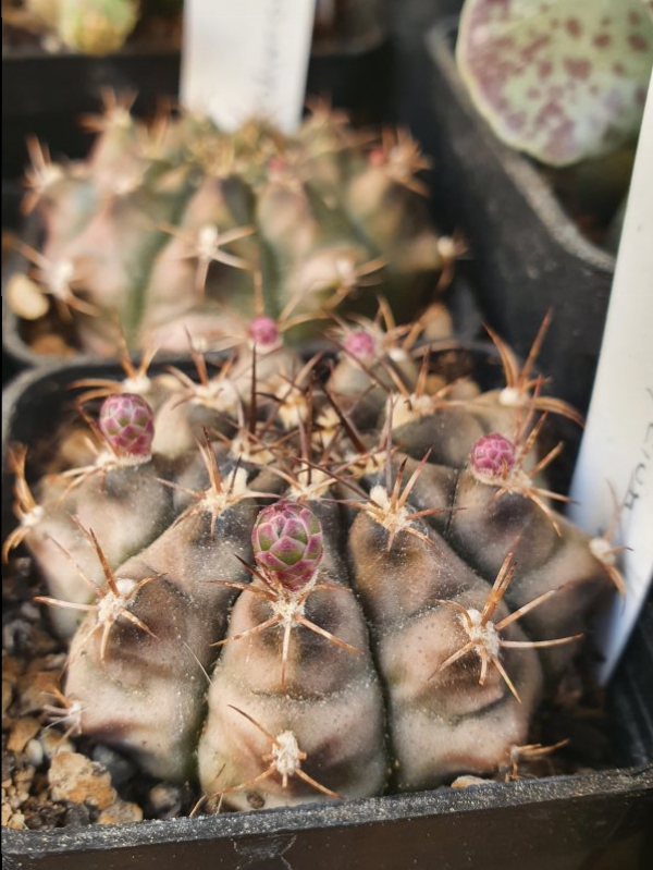 Gymnocalycium  