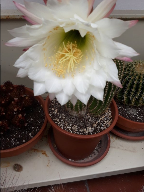 Trichocereus schickendantzii 