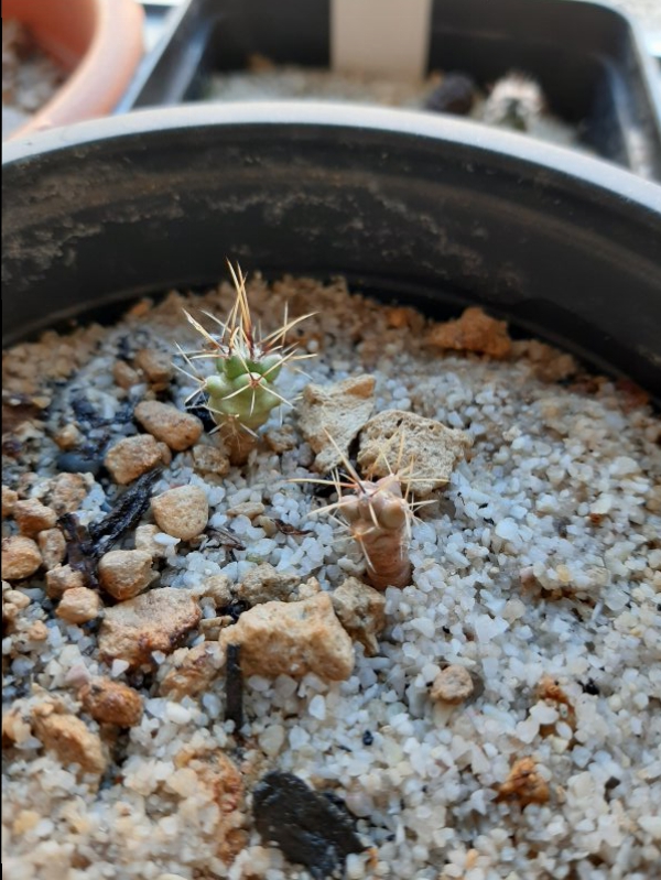 thelocactus rinconensis