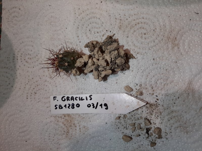 Ferocactus gracilis 