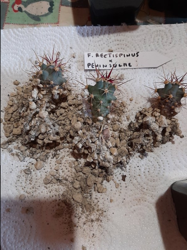 ferocactus rectispinus x peninsulae