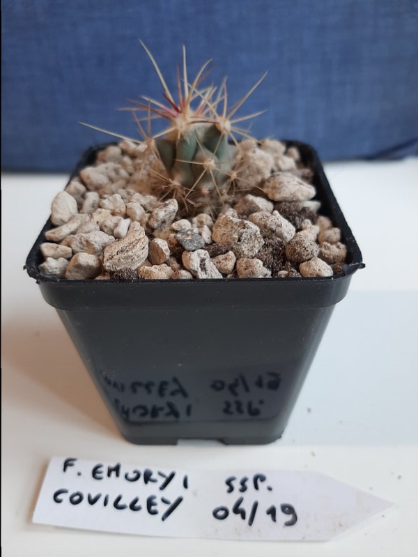 Ferocactus emoryi ssp. covillei 