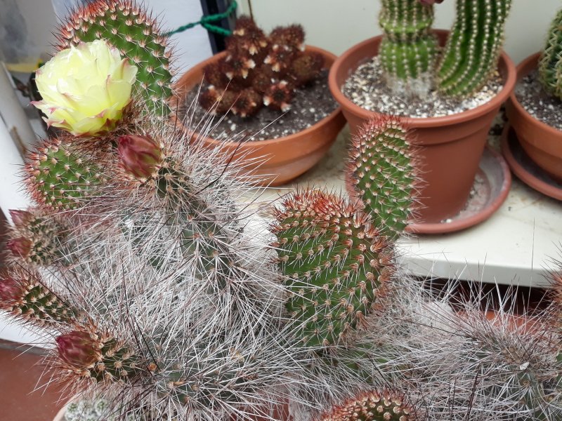 Opuntia polyacantha 