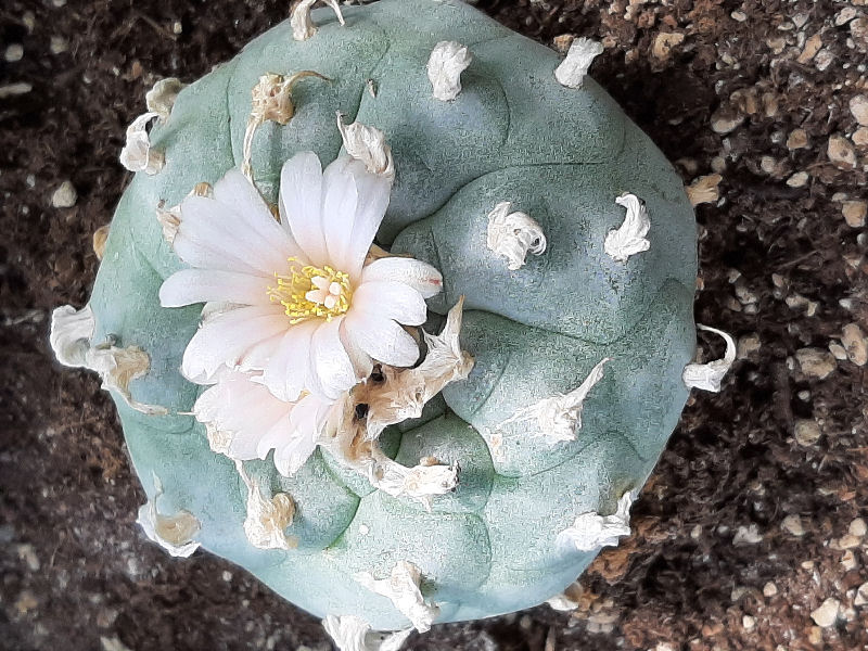 Lophophora williamsii 