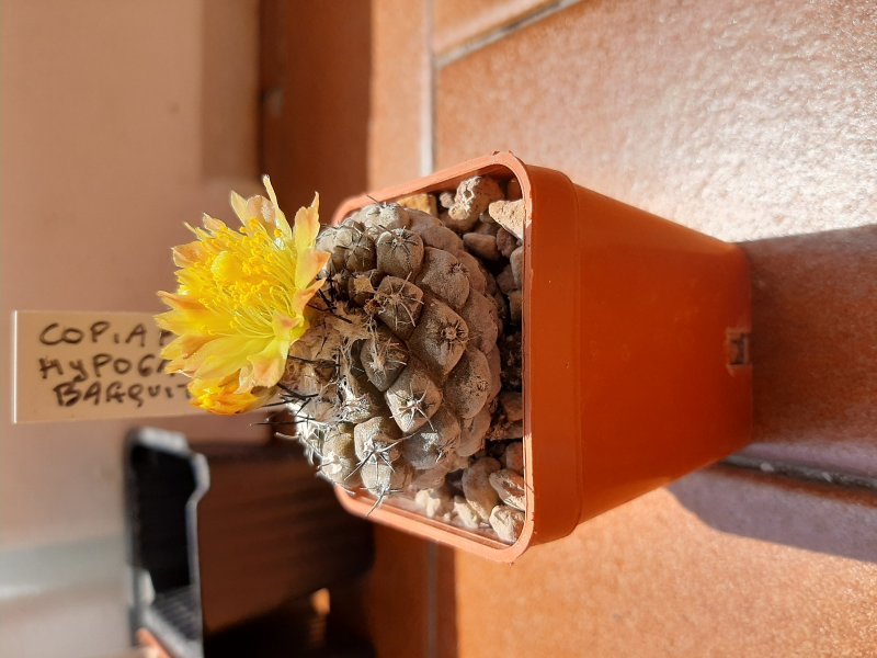 copiapoa hypogaea v. barquitensis