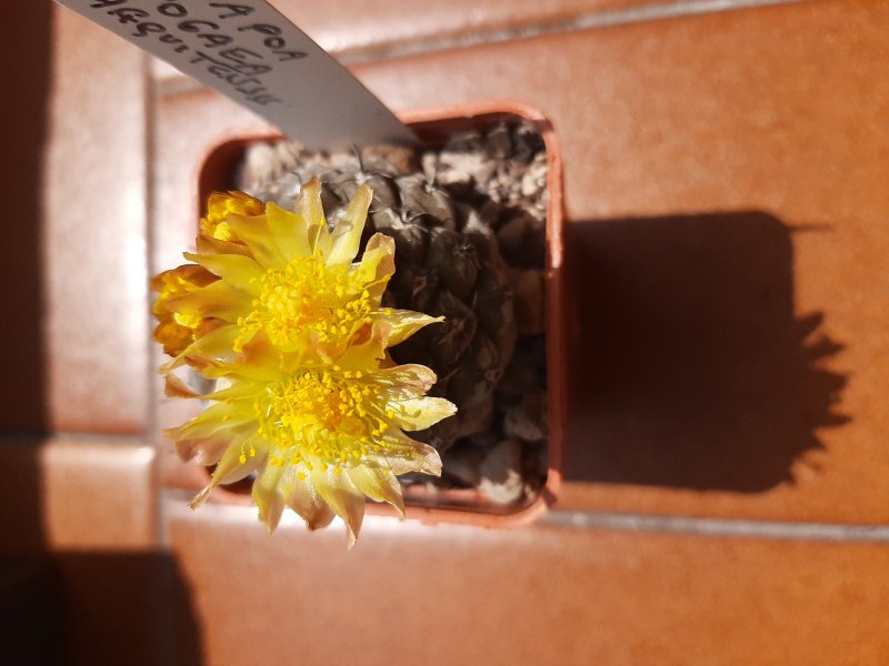 Copiapoa hypogaea v. barquitensis 