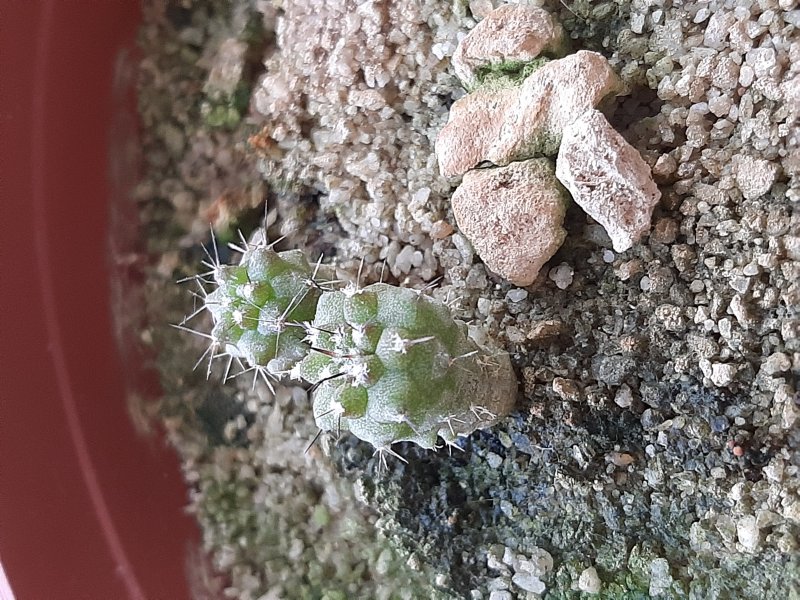 Copiapoa cinerea Fk121