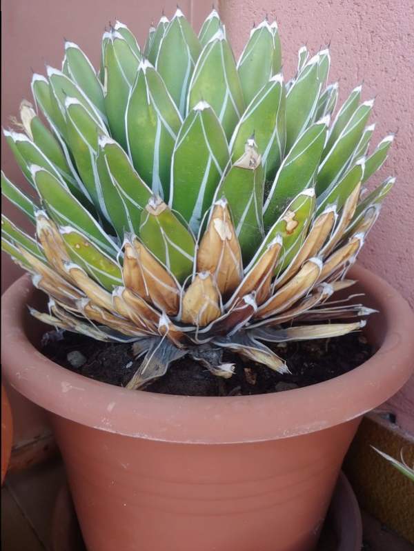 Agave victoriae-reginae 