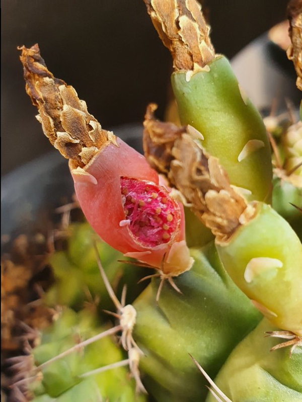 Gymnocalycium  