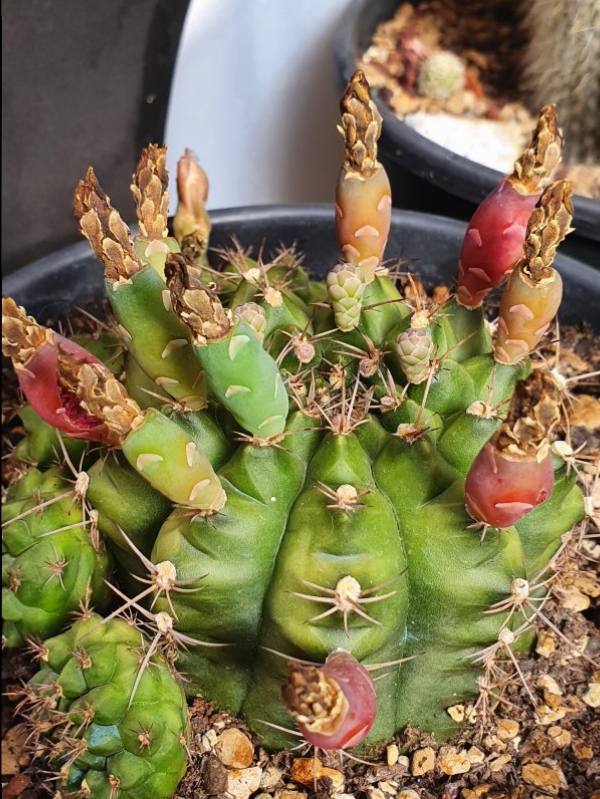 Gymnocalycium  