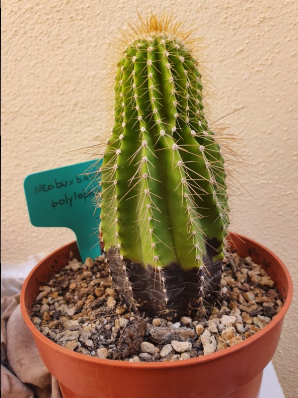Neobuxbaumia polylopha 