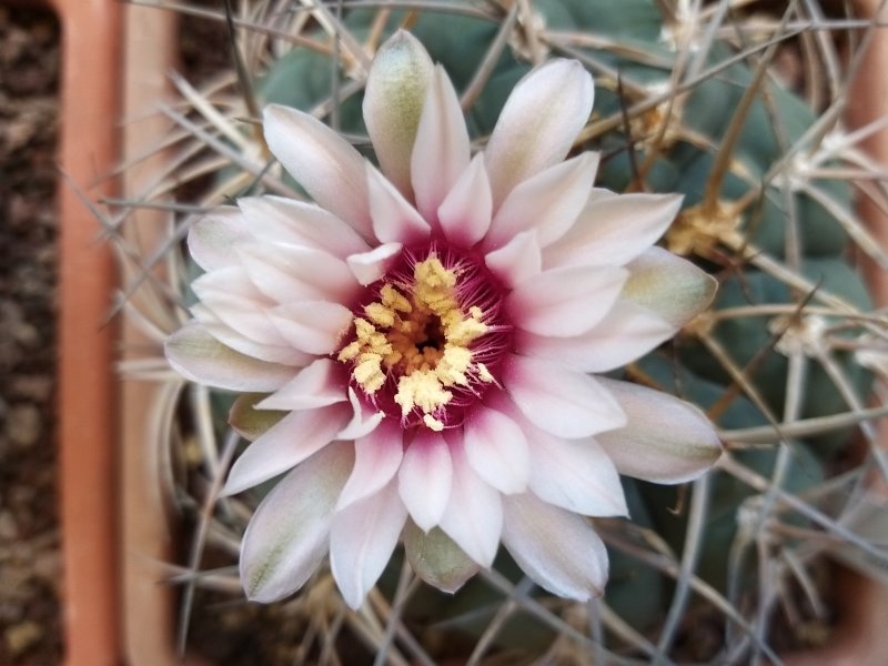 Gymnocalycium cardenasianum 