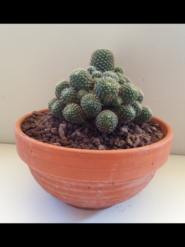 Rebutia perplexa 