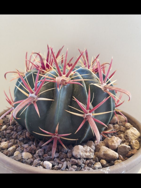 Ferocactus latispinus 