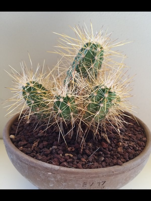 Echinocereus  coccineus v. rosei 