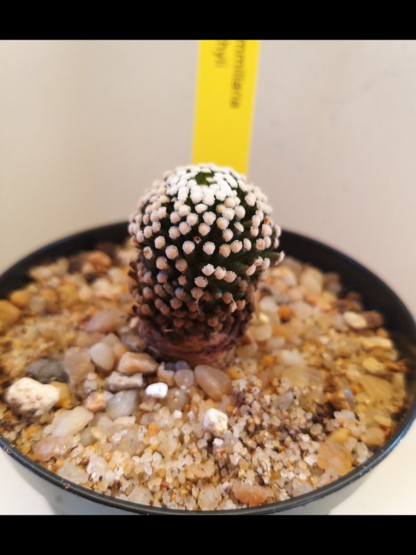 Mammillaria luethyi 