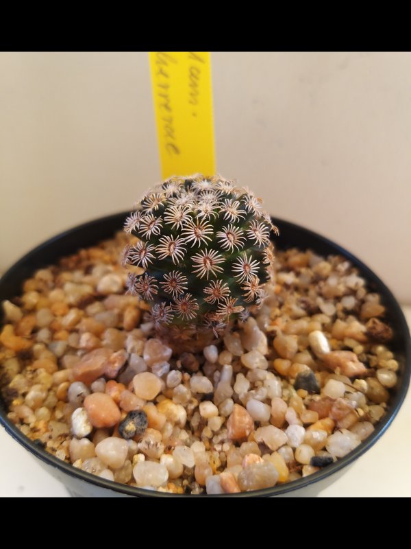 Mammillaria hernandezii 