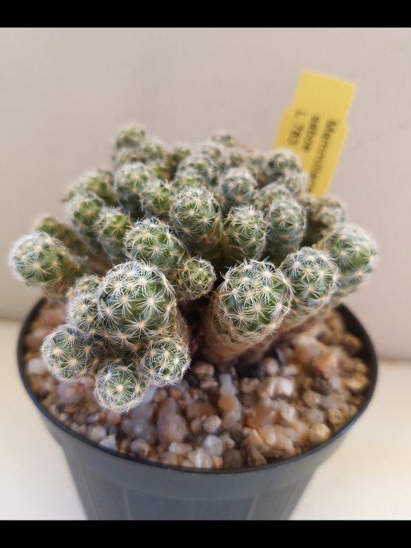 mammillaria saboae