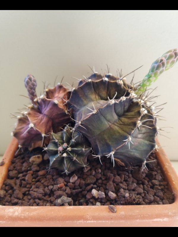 Gymnocalycium friedrichii 