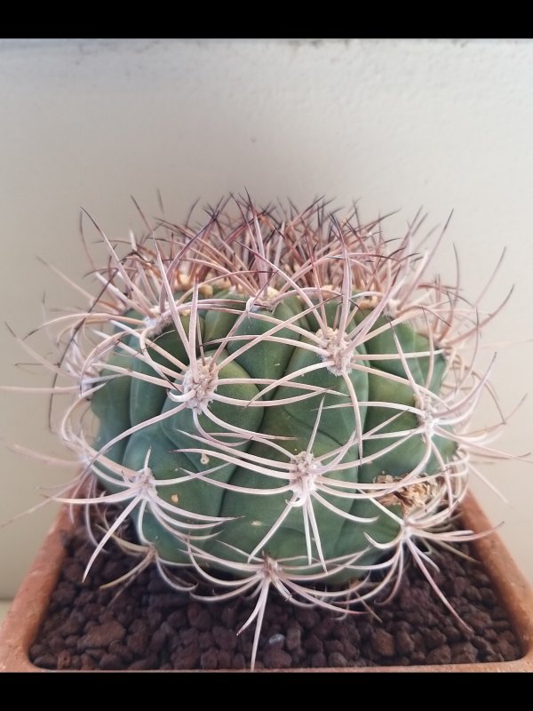 Gymnocalycium saglionis 