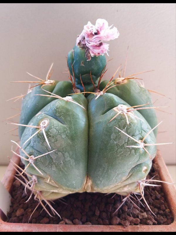 Gymnocalycium horstii 