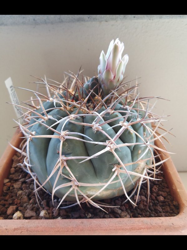 Gymnocalycium spegazzinii ssp. cardenasianum 