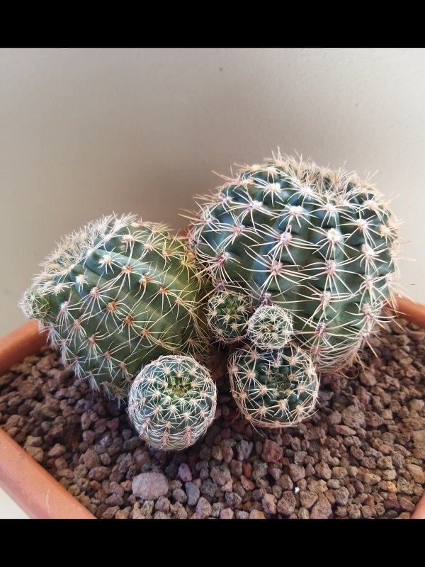 Gymnocalycium bruchii 