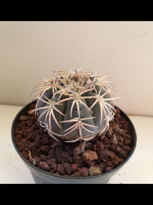 Gymnocalycium spegazzinii v. punillense 